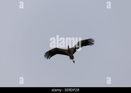 Weißstorch, der an einem bewölkten Himmel mit seinen großen Flügeln aufsteigt Stockfoto