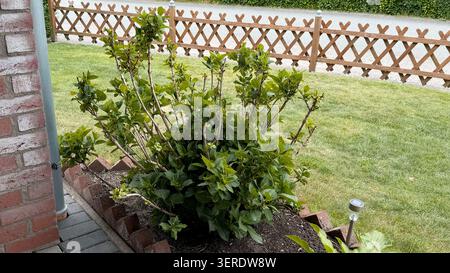 Grüner Sträucher mit dichtem Laub wächst in einem Landschaftsgarten neben einem Backsteinweg und Holzzaun in einer Wohngegend im Freien Stockfoto