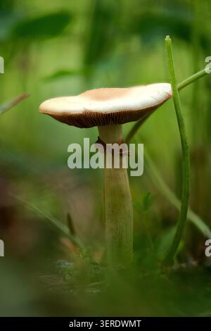 Ein einzelner Pilz steht inmitten von hohem Gras in einer natürlichen Umgebung im Freien, mit einem unscharfen grünen Hintergrund und einer weichen, flachen Schärfentiefe Stockfoto