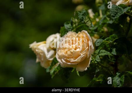 Cremegelbe Rosa rugosa „Agnes“-Rosen blühen in sanftem Sonnenlicht, die reich geschichtete Blütenblätter vor tiefgrünem Laub in einem Garten präsentieren. Stockfoto