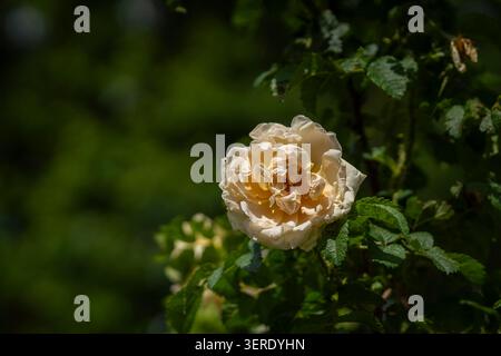 Cremegelbe Rosa rugosa „Agnes“-Rosen blühen in sanftem Sonnenlicht, die reich geschichtete Blütenblätter vor tiefgrünem Laub in einem Garten präsentieren. Stockfoto