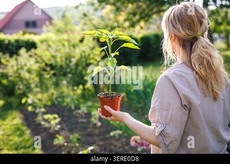 Frau, die junge Pfefferpflanze im Topf hält, bereit für das Pflanzen in den Garten. Gärtnerin mit grünem Gemüsesämling im Hinterhof Stockfoto
