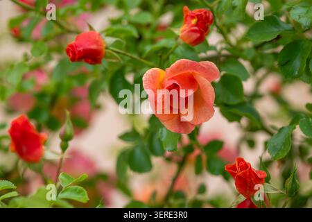 Rosa „Jazz“-Rose mit warmen Aprikosen-Orangen-Blüten, umgeben von lebendigen Knospen und üppigem grünen Laub, die in sanftem natürlichem Licht erfasst werden. Stockfoto
