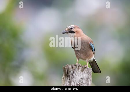 Eichelhäher sitzt auf Holzpfahl am Ortsrand, Wilnsdorf, Siegerland, Nordrhein-Westfahlen, Deutschland, 17.6.2026 *** Ein jay auf einem Holzpfosten am Stadtrand von Wilnsdorf, Siegerland, Nordrhein-Westfalen, Deutschland, 17. Juni, 2026,detected Source language Copyright: xDirkxManderbachx Stockfoto