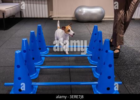 Ein Jack Russell Terrier springt während einer Agilitätsstunde über Hindernisse. Stockfoto