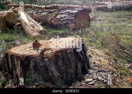 Eine Nahaufnahme eines einzelnen Baumstumpfes nach dem Abholzen in einem europäischen Kiefernwald. Moos und Holzspäne sichtbar auf dem Boden Stockfoto