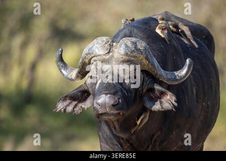 Porträt eines alten Büffelbullen (Syncerus Caffer) mit glatten abgetragenen Hörnern und Oxspechten Stockfoto