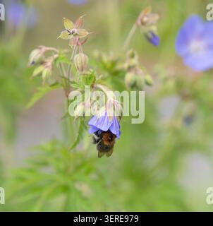 Eine große Biene hängt in einem schottischen Garten in einer Blume aus blauer, harter Geranie (Kranichschnabel), die anscheinend ruht. Dumfries und Galloway, Schottland. Stockfoto