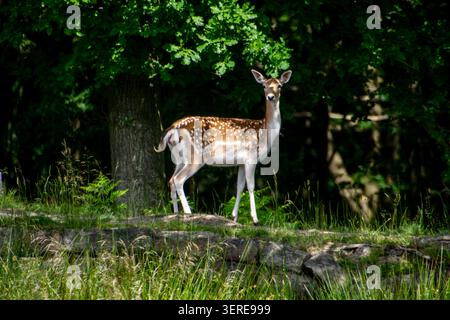 Damhirsch steht am Waldrand in Wentworth Castle Gardens, South Yorkshire, England Stockfoto