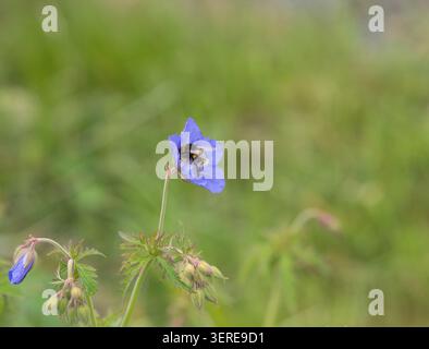 Eine Biene ernährt sich im Sommer in einem schottischen Garten von einer blauen, harten Geranie (Kranichschnabel). Dumfries und Galloway, Schottland. Stockfoto