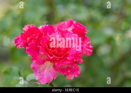 Rosa „Paradiso“-Rose mit leuchtend rosa Blütenblättern mit warmen Korallenuntertönen, die in Nahaufnahme vor einem weichen grünen Gartenhintergrund erfasst werden. Stockfoto