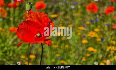 Einzelne rote Mohnblume mit kleinem Insekt in einer bunten Sommer-Wildblumenwiese mit gelben und blauen Blüten in weichem Hintergrund Stockfoto