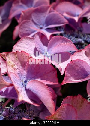 Enge Makroansicht von Hortensie-Blüten mit mehrschichtigen Blütenblättern in Rosa-, Mauve- und Lavendeltönen Stockfoto