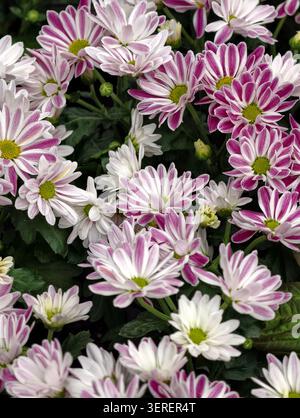 Dichte Blütensträhne mit weißen Blüten, die in rosafarbenen, gelb-grünen Mittelpunkten umrandet oder gestreift sind und sich gegen dunkelgrünes Laub stellen Stockfoto