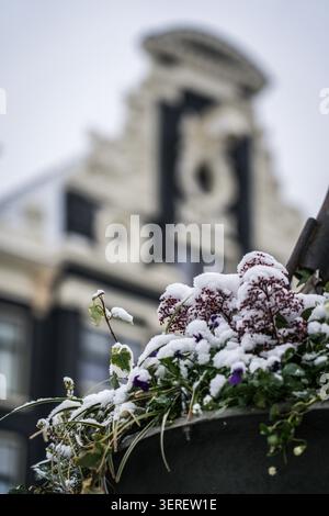 Eine Nahaufnahme zeigt verschiedene Pflanzen, darunter kleine lila Stiefmütterchen und rotfarbene Cluster, die stark von einer frischen Winterschneeschicht innerhalb eines d bedeckt sind Stockfoto