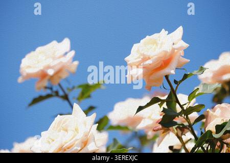 Abstrakte Ölgemälde mit cremefarbenen und pfirsichfarbenen Rosen, die vor einem klaren blauen Himmel blühen, aus einem tiefen Winkel betrachtet, impressionistische botanische Kunst Stockfoto