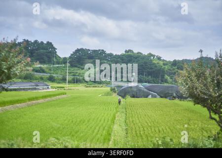 Ein Bauer spaziert durch lebhafte grüne Sommerreisfelder in einer ländlichen Landschaft, eingerahmt von Gewächshäusern und bewaldeten Hügeln unter bewölktem Himmel. Stockfoto