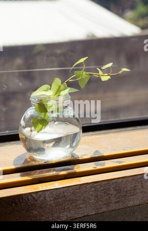 Transparente Glasvase mit grünem Efeu-Schnitt auf einer sonnenbeleuchteten Holzfensterbank Stockfoto