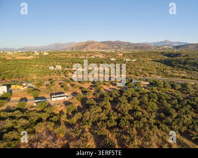 Malerische Drohnenlandschaft der traditionellen griechischen Olivenplantage Koroneiki mit Baumreihen, die auf rotem Boden in der Nähe von Bergen und Küste bei Sonnenuntergang i wachsen Stockfoto