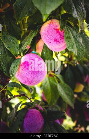 Pinkfarbene Pflaumen hängen reif zwischen üppig grünen Blättern. Regentropfen glitzern auf Obst und Laub. Das Sonnenlicht wird durchfiltert und hebt die saftige Textur hervor. Lebendige Co Stockfoto