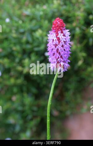 Primula vialii Blume im Juni 2026 in Großbritannien auch bekannt als Orchideenkerze oder die rot-heiße Pokerkerkerkerkerze Stockfoto