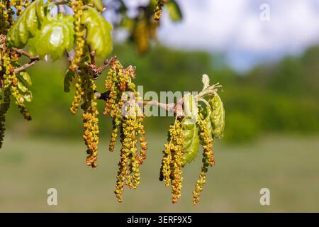Männliche Catkins und junge Blätter der Flaumeneiche (Quercus pubescens) Stockfoto