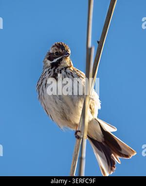 Gemeine Schilffädel weiblich auf einem Schilfstiel Stockfoto