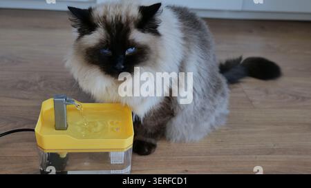 Ragdoll Cat Trinkwasser aus einem Tierbrunnen Stockfoto