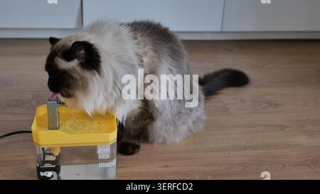 Ragdoll Cat Trinkwasser aus einem Tierbrunnen Stockfoto