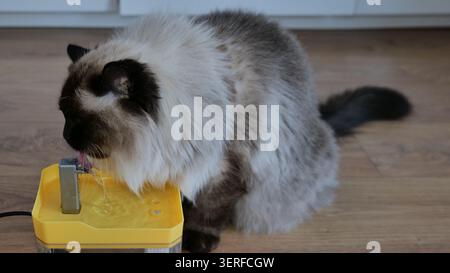 Ragdoll Cat Trinkwasser aus einem Tierbrunnen Stockfoto