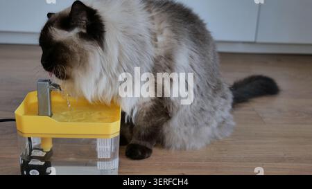 Ragdoll Cat Trinkwasser aus einem Tierbrunnen Stockfoto