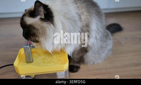 Ragdoll Cat Trinkwasser aus einem Tierbrunnen Stockfoto