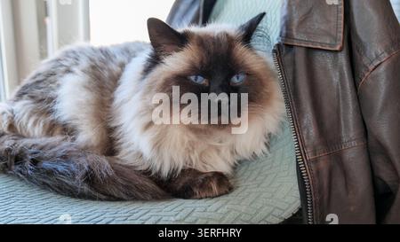 Ragdoll-Katze sitzt auf einem Sessel und blickt in die Kamera Stockfoto