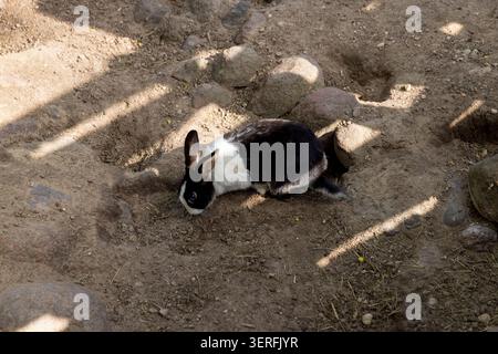 Ein schwarz-weißes Kaninchen auf sandigem Boden, ein flauschiges Kaninchen sucht in der Nähe von Felsen und gegraben Löchern in einer Voliere nach Nahrung Stockfoto