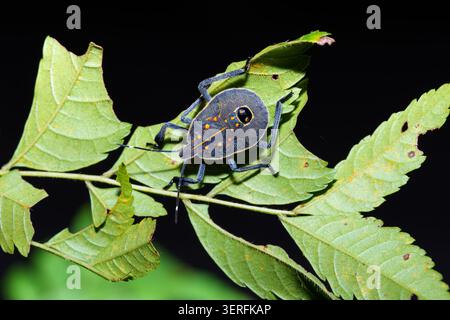 Litschi-Schild-Bug-Nymphe Tessaratoma papillosa auf grünem Blatt-Makro Stockfoto