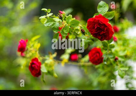 Rote Rosen blühen zwischen frischen grünen Blättern. Rote Rosen blühen zwischen frischen grünen Blättern in einer weichen Gartenszene. Stockfoto