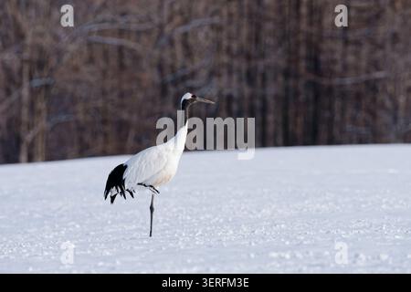 Rot gekrönter Kran auf einem Bein im Winterschnee hokkaido Stockfoto