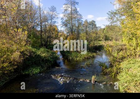 Ein kleiner Waldfluss zwischen grünen und gelben Bäumen, ein sich windender Fluss fließt durch einen Herbstwald mit dichten Sträuchern an den Ufern Stockfoto