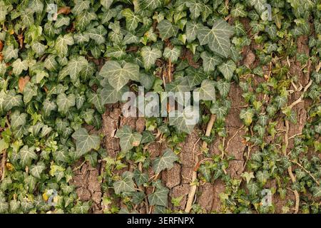 Dichte Efeublätter bilden eine lebendige natürliche Wand mit satten grünen Texturen und komplizierten Mustern in einer üppigen botanischen Umgebung. Stockfoto