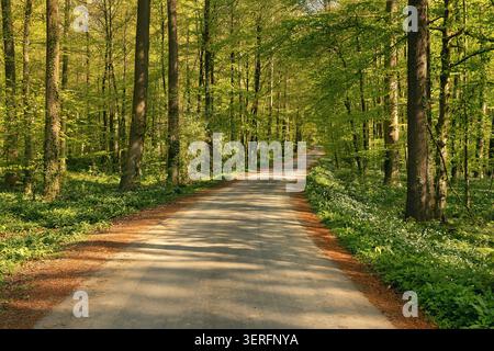 Eine friedliche Waldstraße schlängelt sich durch lebendige grüne Bäume, die von warmem Sonnenlicht beleuchtet werden und eine ruhige und erfrischende natürliche Atmosphäre schaffen Stockfoto