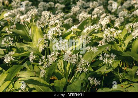 Ein üppiger Teppich mit wilden Knoblauchblüten breitet sich durch den Waldboden aus und leuchtet sanft unter warmem natürlichem Sonnenlicht Stockfoto