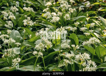 Ein üppiger Teppich mit wilden Knoblauchblüten breitet sich durch den Waldboden aus und leuchtet sanft unter warmem natürlichem Sonnenlicht Stockfoto