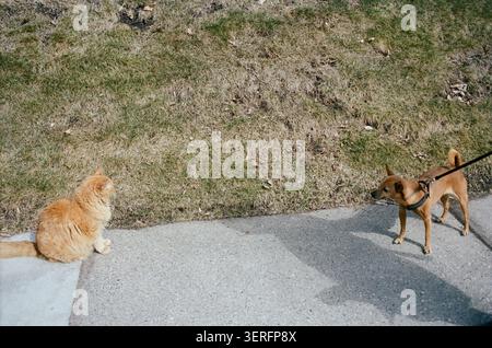 Eine flauschige orangene Tabbykatze sitzt stoisch auf einem Bürgersteig, während ein kleiner, bräunlicher Hund an der Leine zur Untersuchung vortritt. Die beiden Tiere stehen einander gegenüber acr Stockfoto