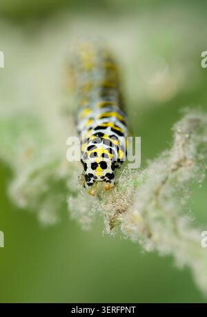 Nahaufnahme des hinteren Endes von Mullein Moth Caterplillar, Cucullia verbasci, auf der Großkühe, Verbascum thapsus, in einem tierfreundlichen Garten auf wilder Pflanze Stockfoto