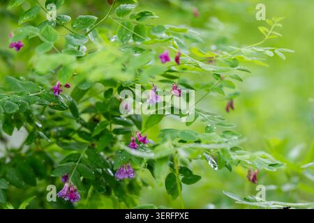 Schwarze Erbse (Lathyrus niger) mit zarten lila-rosa Blüten und frischen Regentropfen auf leuchtend grünem Laub, die natürlich in einer Waldlandschaft wachsen. Stockfoto