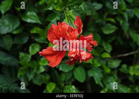 Eine auffällige Nahaufnahme einer tiefroten, mehrschichtigen Hibiskusblüte, die in ihrer vollen, dramatischen Blüte festgehalten wird. Stockfoto