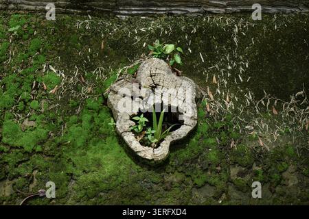 Resilienz der Natur: Neues Wachstum aus einem alten Baumstamm Stockfoto