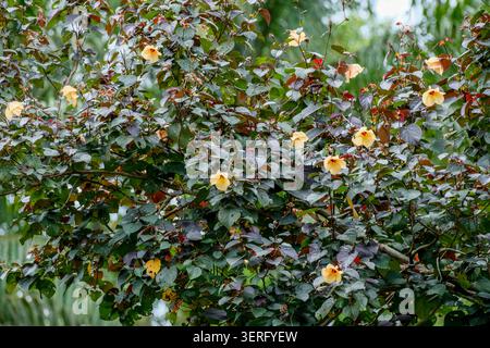Meereshibiskus oder Hibiscus tiliaceus Blume im Park Stockfoto