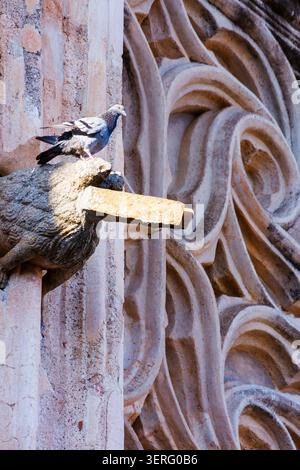 Eine Nahaufnahme einer Taube auf einem historischen Steingargoyle mit den komplizierten, im Mudéjar-Stil gemeißelten Steindetails an der Fassade des Roya Stockfoto