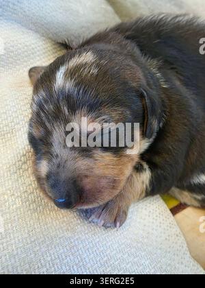 Nahaufnahme eines niedlichen kleinen neugeborenen Welpen, der friedlich auf einer weichen, gemütlichen Decke schläft. Blinder Hund, der zu Hause ruht, tierärztliche Betreuung. Stockfoto